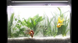 29 Gallon Fancy Goldfish Planted Tank Aquascape Tutorial [upl. by Nomelihp]