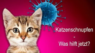 Katzenschnupfen – was hilft jetzt [upl. by Htnicayh]