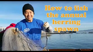 How to fish the annual herring spawn [upl. by Teloiv]