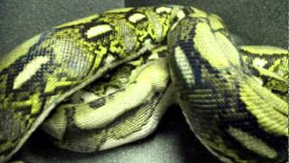 185 Reticulated Python eats rabbit [upl. by Itsrejk]