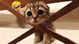 You Laugh You Lose🥰😹Funniest Dogs and Cats 2024🐶🐕 [upl. by Hplodnar]