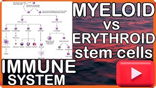 HEMATOPOIETIC STEM CELLS ×€ MYELOID VS ERYTHROID SERIES ×€ IMMUNE SYSTEM ×€ MADE EASY  dr joos [upl. by Nawd]