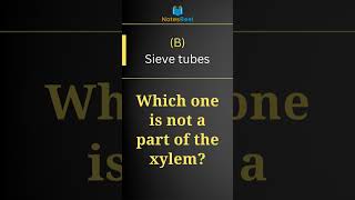 Which one is not a part of the xylem [upl. by Adnim]