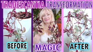 TRANSFORM Bald amp Leggy to a 🌴LARGE amp VIBRANT💚 Tradescantia Plant With THIS SECRET [upl. by Kendricks]