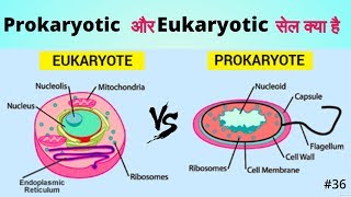 Eukaryotic Cell vs Prokaryotic Cell  Difference and Comparison in Hindi [upl. by Sanchez5]