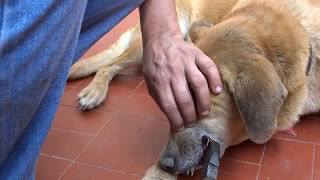 Retirando espinhos de porco espinho sem machucar o cachorroContra ataque de ouriço cacheiro [upl. by Seagrave403]