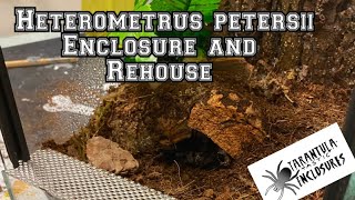 Heterometrus petersii Asian forest scorpion [upl. by Iila874]