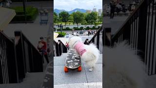 Luxuary dog Going down stairs with sky board beautiful ❤️comedy funny trending viraldog [upl. by Annaoj]