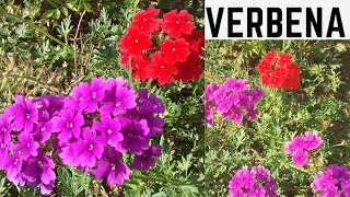 Verbena uma planta de flores delicadas e exuberantes [upl. by Aelyak]