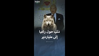 راعي غنم أصبح مليارديرا بفضل ذئب [upl. by Haden458]