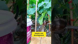 Know what fertilizer to use in Farming shortsviral organicfertilizer naturalfertilizer garden [upl. by Munson]