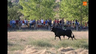 Desdenjaule de los toros de Aldeadávila de la Ribera [upl. by Ilyak950]