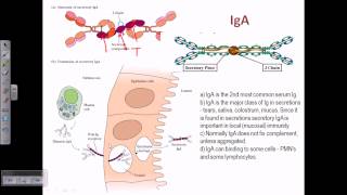 IgA [upl. by Eralcyram]