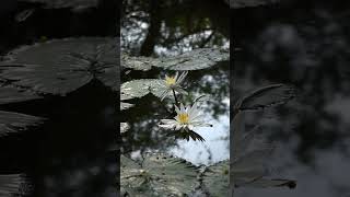 White Lotus Flowers😍AddSri Lankatoyourworldtourthistimeget an inspiration like thisshorts [upl. by Aceber]