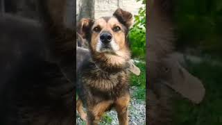 GSD PUPPY BARKING youtubeshorts barkingsound dogsound [upl. by Aimahc]