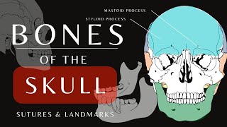 Bones of the Skull  The Mandible Cranial and Facial Bones  Anatomy and Physiology shorts [upl. by Aselehc]