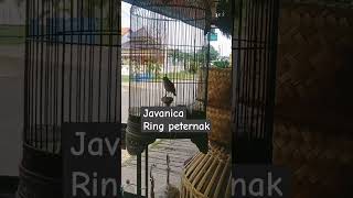 Javanica rig peternak sangkarcungkokindonesia [upl. by Hasila]