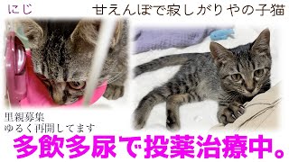 ND512【子猫】甘えんぼで寂しがりやの子猫、多飲多尿で投薬治療中。【保護猫】 [upl. by Mcnutt]