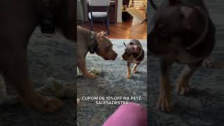 ESSA GERAÇÃO NOVA TA CADA VEZ PIOR memes adestramento pets caes cachorros adestrar cães [upl. by Vassily]