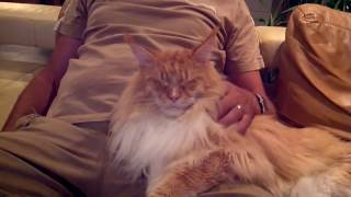 Big Maine Coon cat in love with his best friend [upl. by Aurita421]