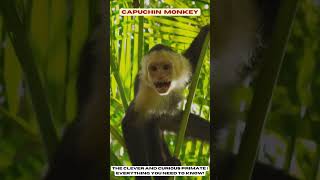 Capuchin Monkey  The Clever and Curious Primate Everything You Need to Know [upl. by Yrreg]