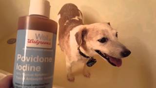 Gingy gets a povidoneiodine paw soak [upl. by Oguh]