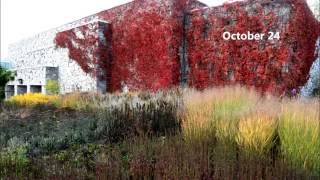 Four Season Border at Toronto Botanical Garden [upl. by Ramsay]