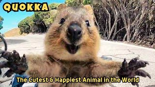 Quokka Meet the Happiest Animal in the World  Cutest Animal in Australia  A Smiling Marsupial [upl. by Fenny420]