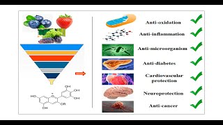 What is Delphinidin [upl. by Tica467]