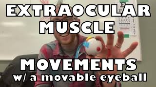 How does the eye move Extraocular Muscle Explanation [upl. by Ayortal]