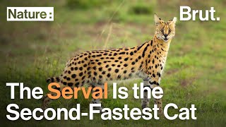 The Serval Is the SecondFastest Cat After the Cheetah [upl. by Tabby]