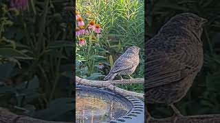 Wren feeds hungry baby Cowbird [upl. by Introk763]