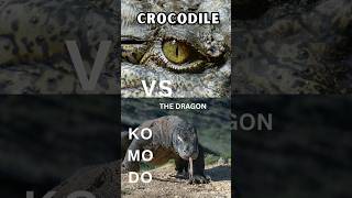 quotKomodo Dragon vs Crocodile Reptile Showdownquot [upl. by Emmalee]