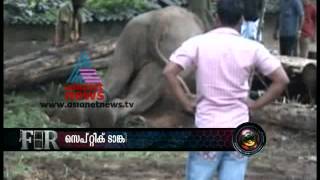 Elephant fell into septic tank [upl. by Lleihsad863]