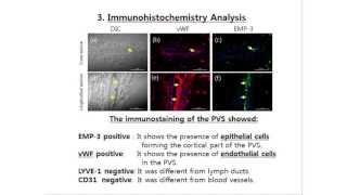 Primo Vascular System PVS in Lymph Ducts [upl. by Enilecram876]