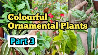 Ornamental Plants name  leaves plants  House Plants name [upl. by Meir]