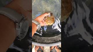 RARE GOLDEN NATURAL TORTOISE  tortoiselover tortoise turtlelover turtle turtles viralvideos [upl. by Ttelrats]