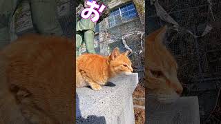 猫」「CAT amp PEACE」 cat straycat ねこ動画 ねこ 猫動画 猫好きさんと繋がりたい [upl. by Kovar]