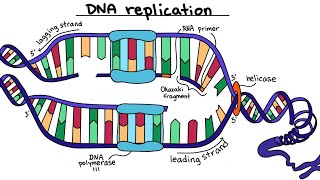 dna replication in eukaryotes dna replication animation  class 12 biology [upl. by Yks]