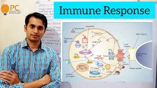 Immunosuppressant Drugs Part 1 Immune Responses and Mode of Action of Immunosuppressant drugs [upl. by Meill176]