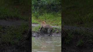 Leopard vs Its Own Tail A Hilarious Water Battle [upl. by Mossman842]