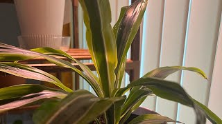 Repotting a Dracaena plant houseplants plantsonvenus [upl. by Reis]