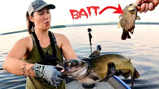 Cut Bait for Giant Mississippi River Catfish [upl. by Lowney]