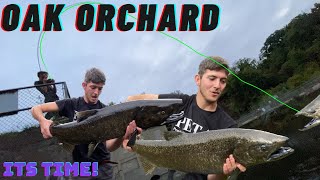 Oak Orchard Dam Salmon Fishing Report 7 FISH ARE HERE [upl. by Nazay]