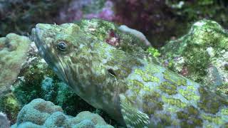 Diving Cozumel Mexico [upl. by Gena]