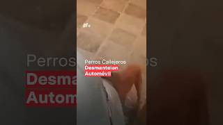 Graban a jauria de perros callejeros desmantelando automóvil [upl. by Pauly]