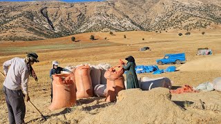 The hard life of the Becker family providing food for the sheep bekr232 [upl. by Lion]