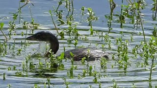 Water Drips From Piedbilled Grebe’s Face as it Feeds on Florida Wetland Vegetation [upl. by Anne]