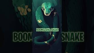 Boomslang snake [upl. by Reilly]