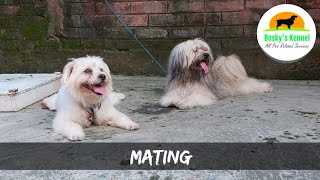 Lhasa Apso Mating Video  Beginning to End  First Time Couple Meets  Courting  Acceptance  Happy [upl. by Cl913]